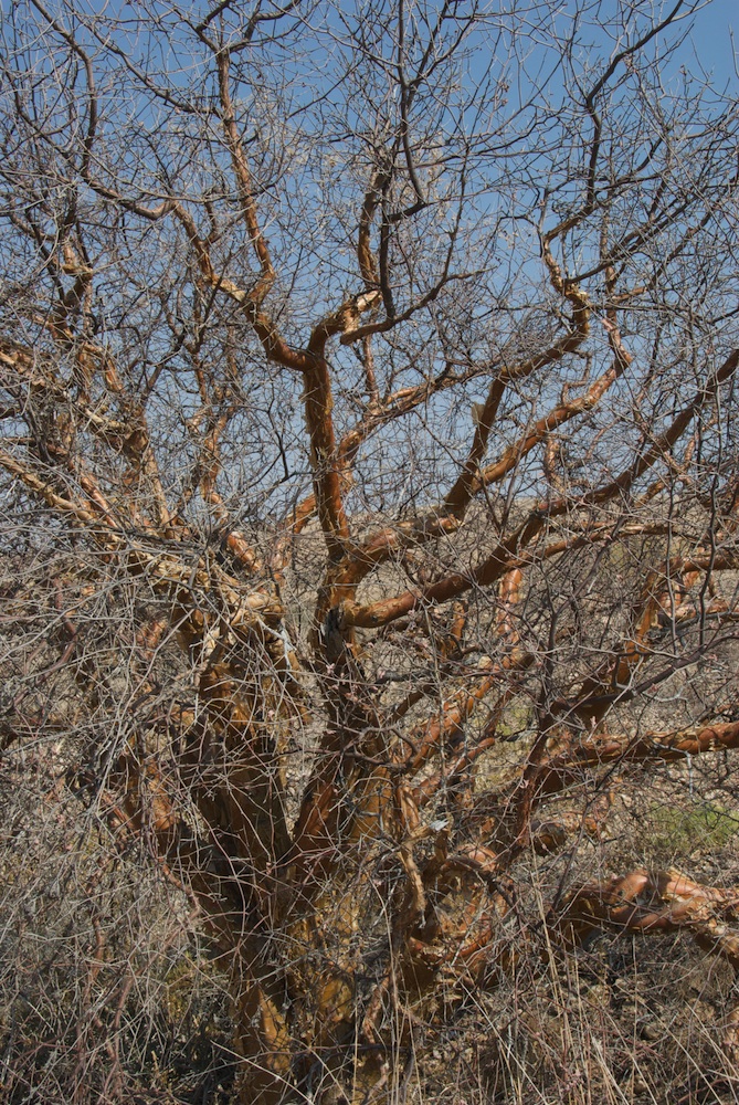 Burseraceae Commiphora glaucescens