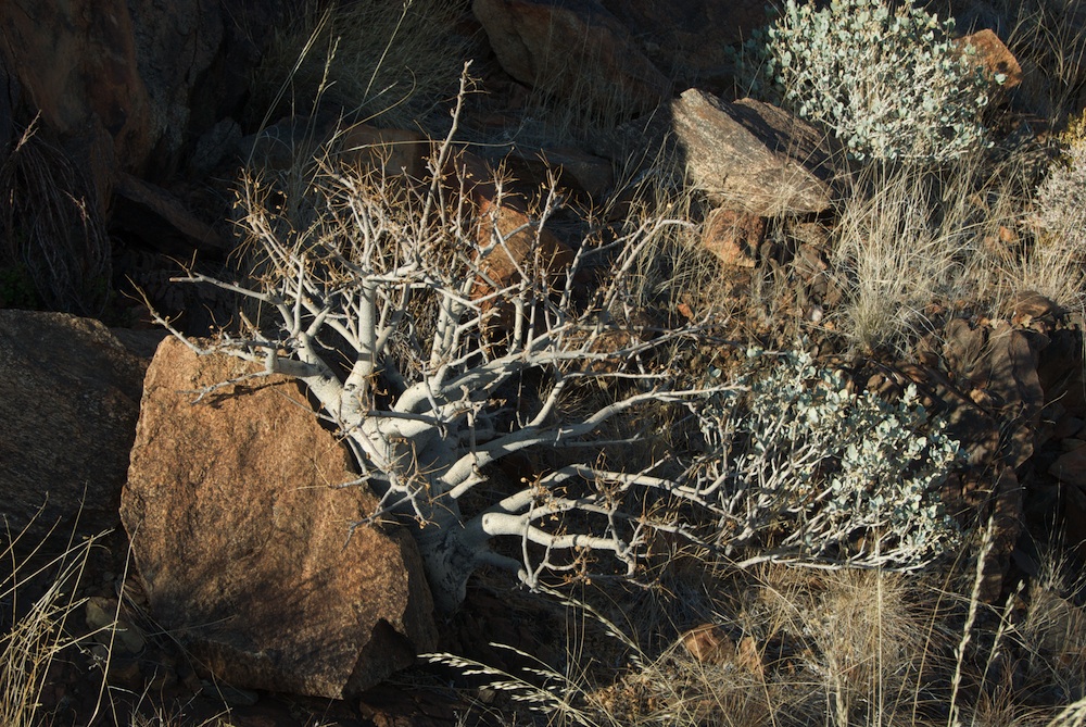 Burseraceae Commiphora saxicola