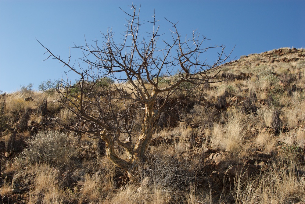 Burseraceae Commiphora tenuipetiolata