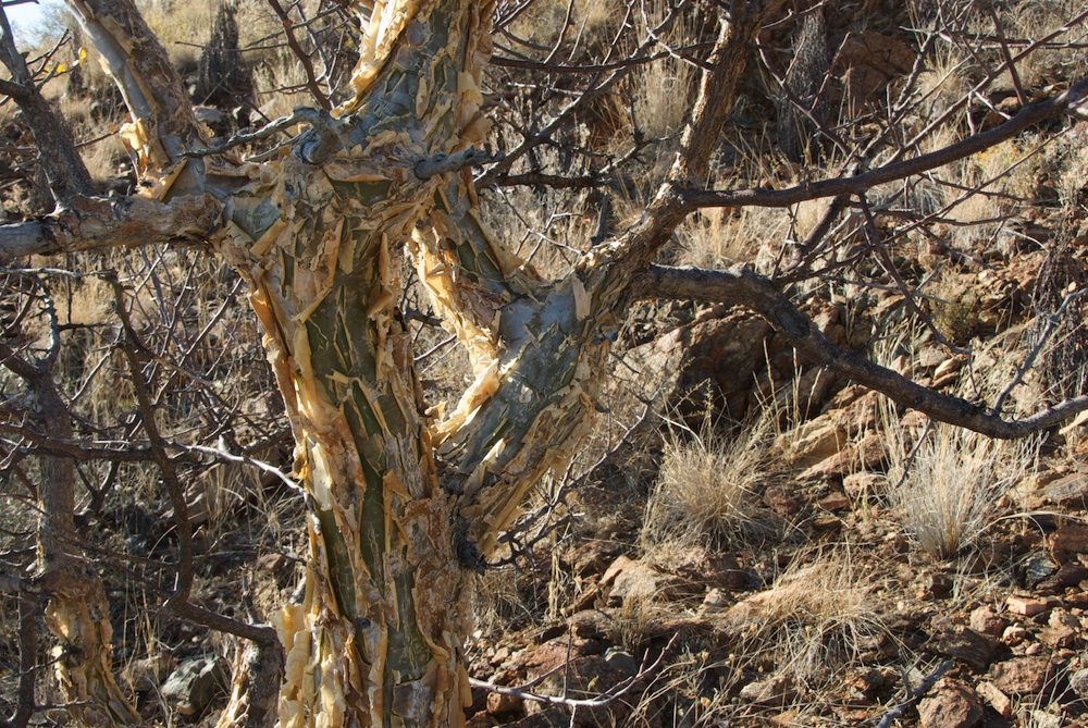 Burseraceae Commiphora tenuipetiolata