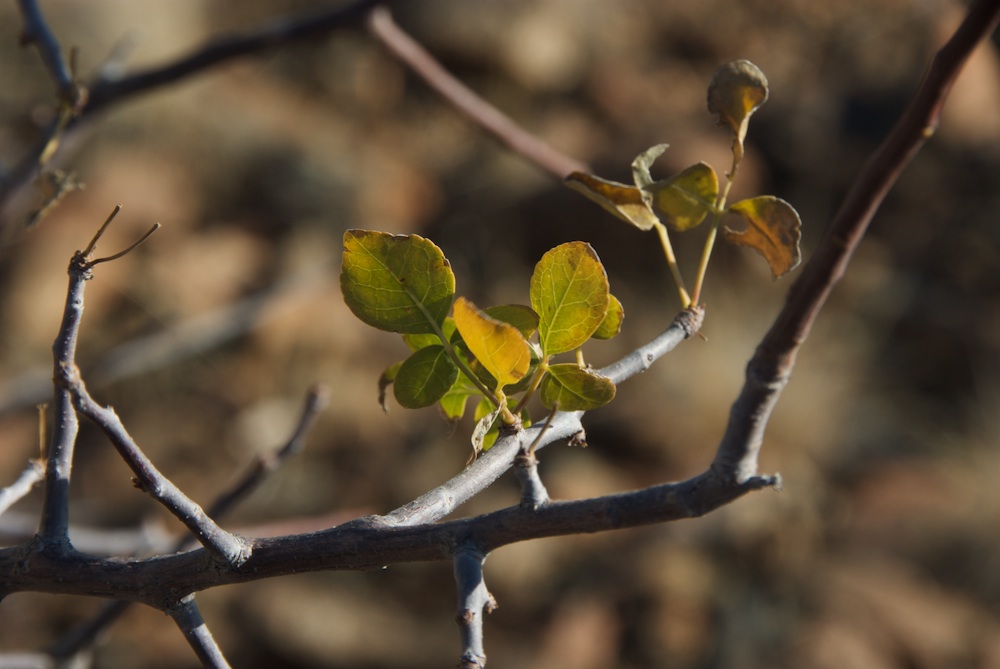 Burseraceae Commiphora tenuipetiolata