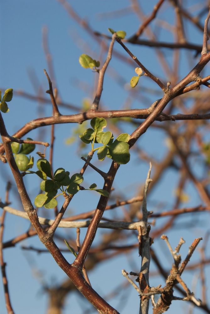 Burseraceae Commiphora tenuipetiolata