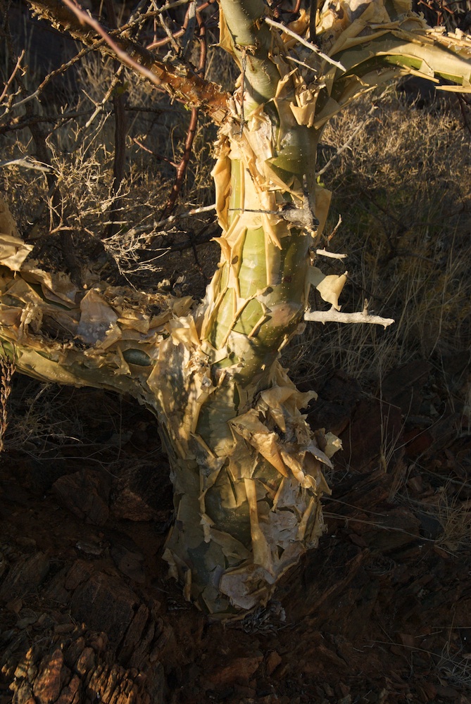 Burseraceae Commiphora tenuipetiolata