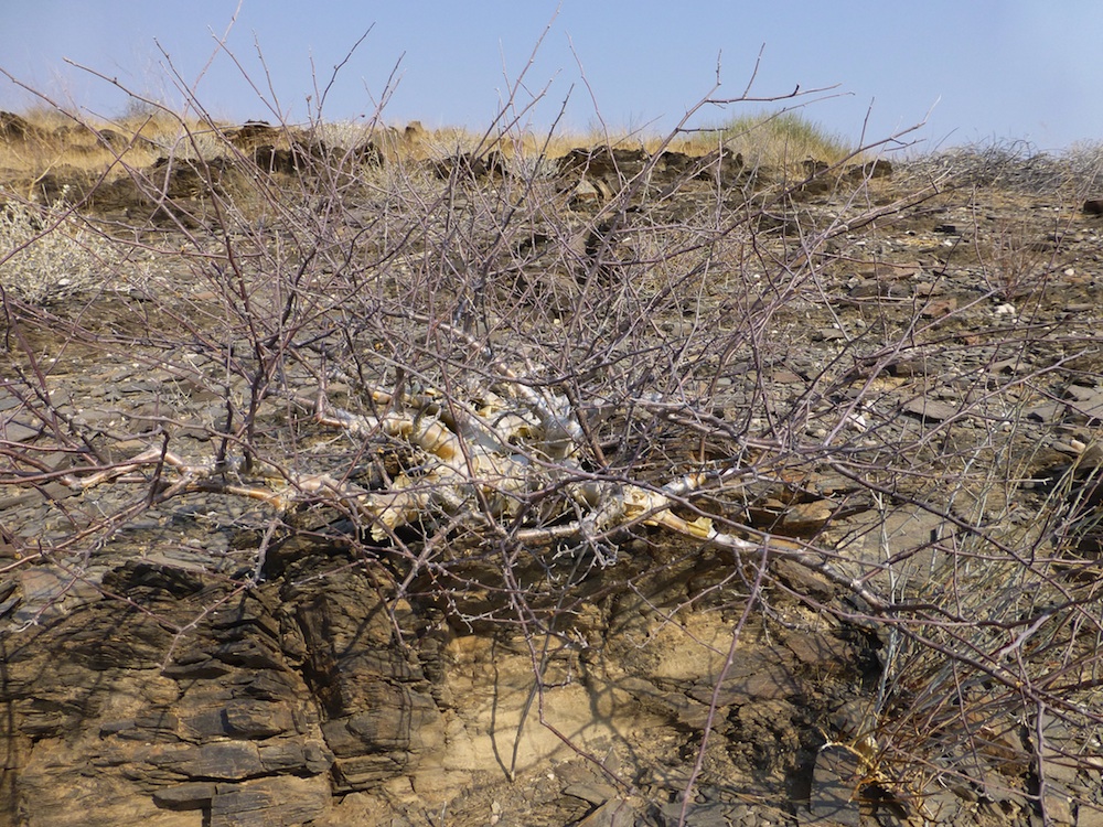 Burseraceae Commiphora virgata