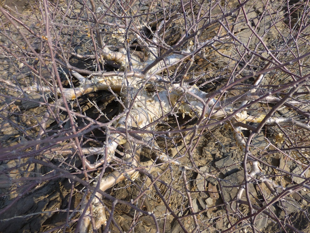 Burseraceae Commiphora virgata