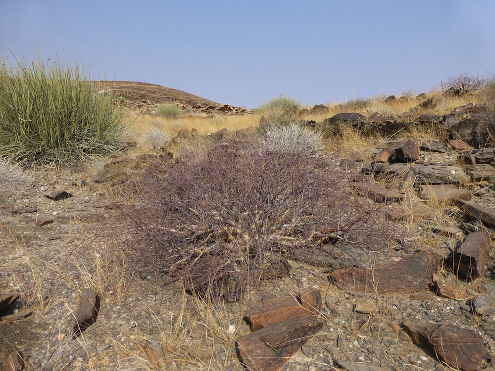 Burseraceae Commiphora virgata