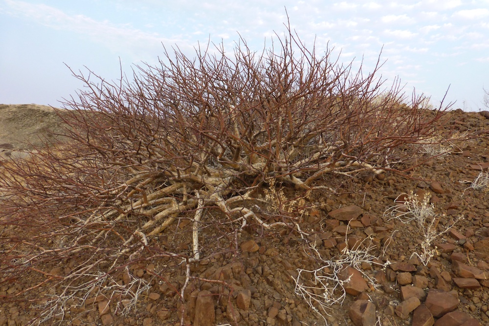 Burseraceae Commiphora virgata