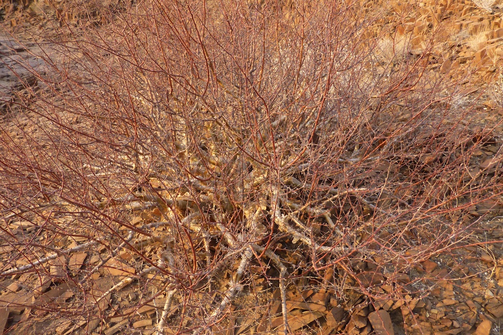 Burseraceae Commiphora virgata