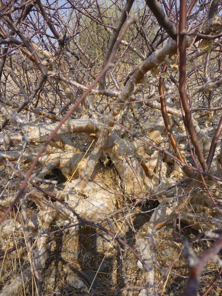 Burseraceae Commiphora virgata