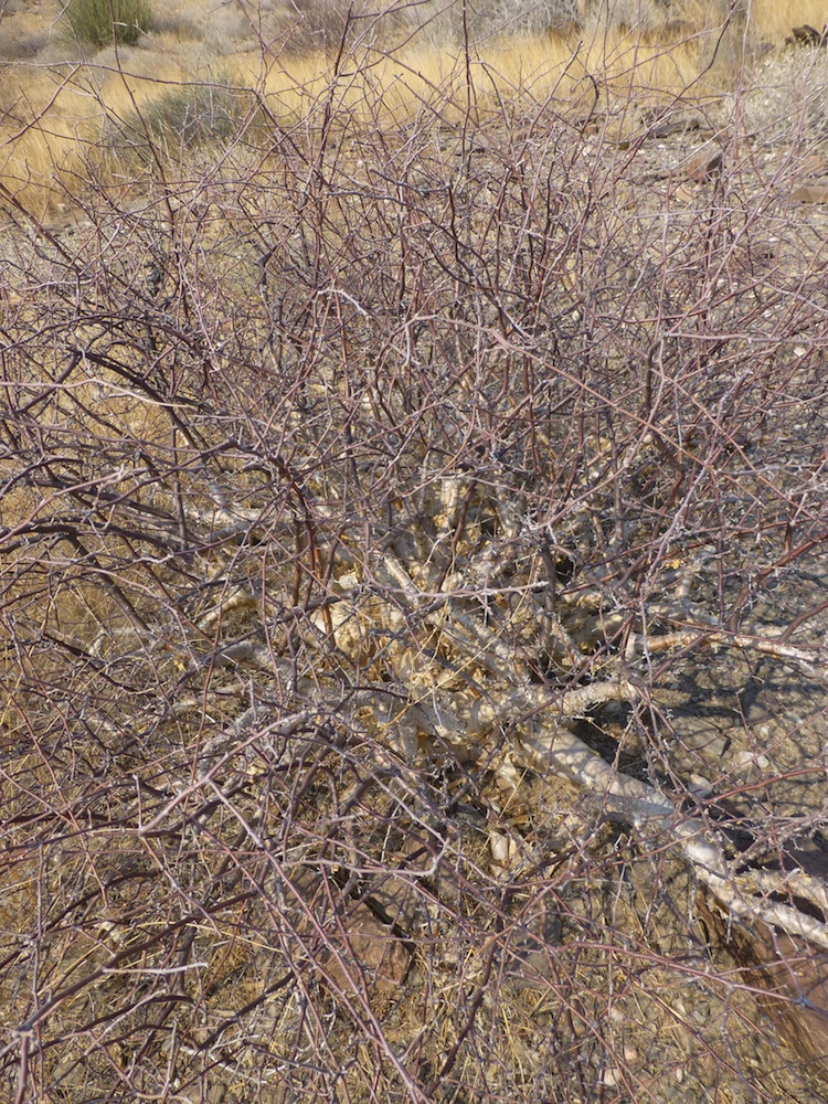 Burseraceae Commiphora virgata