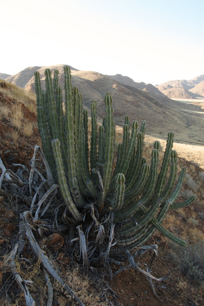 Euphorbiaceae Euphorbia virosa