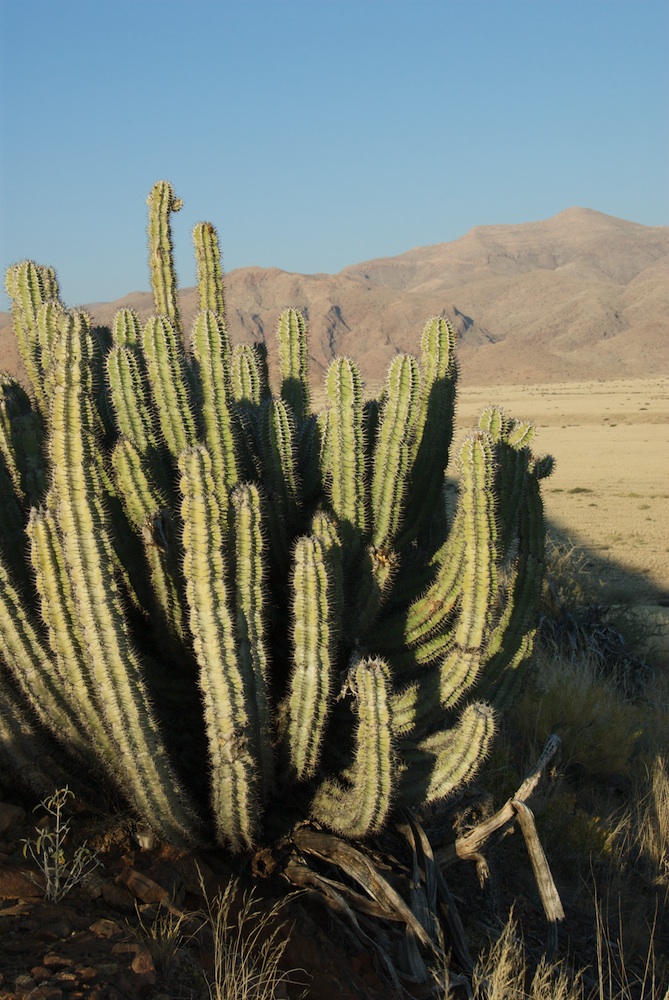 Euphorbiaceae Euphorbia virosa