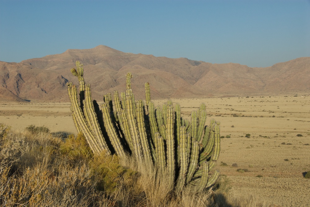 Euphorbiaceae Euphorbia virosa