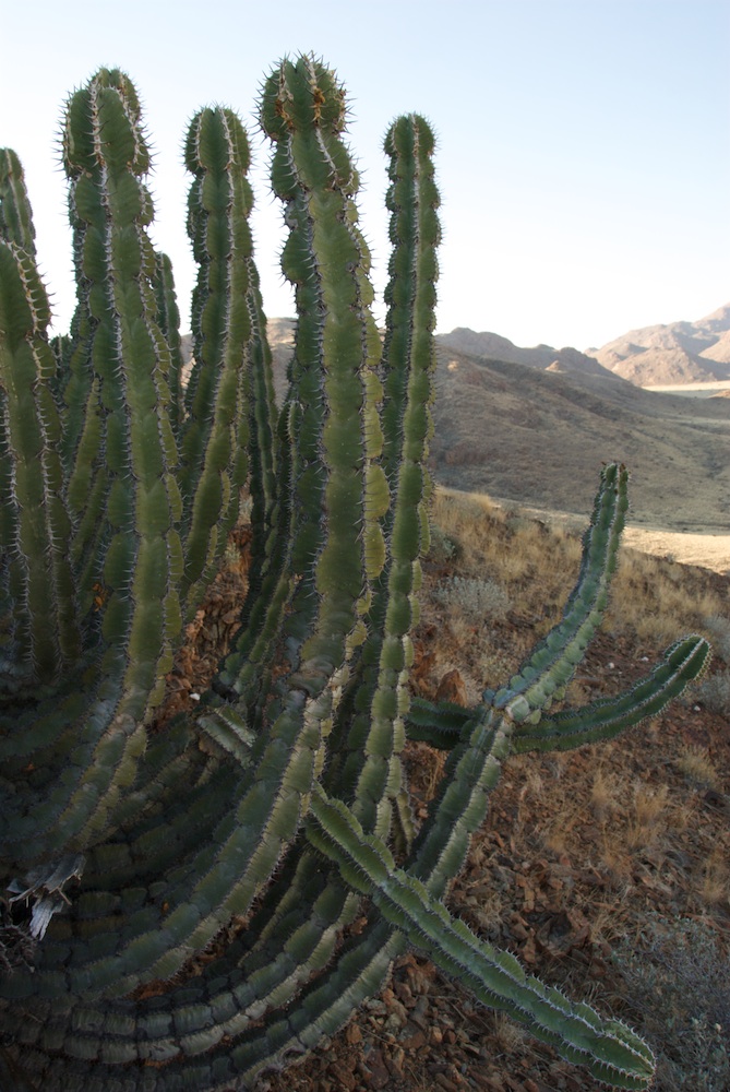 Euphorbiaceae Euphorbia virosa