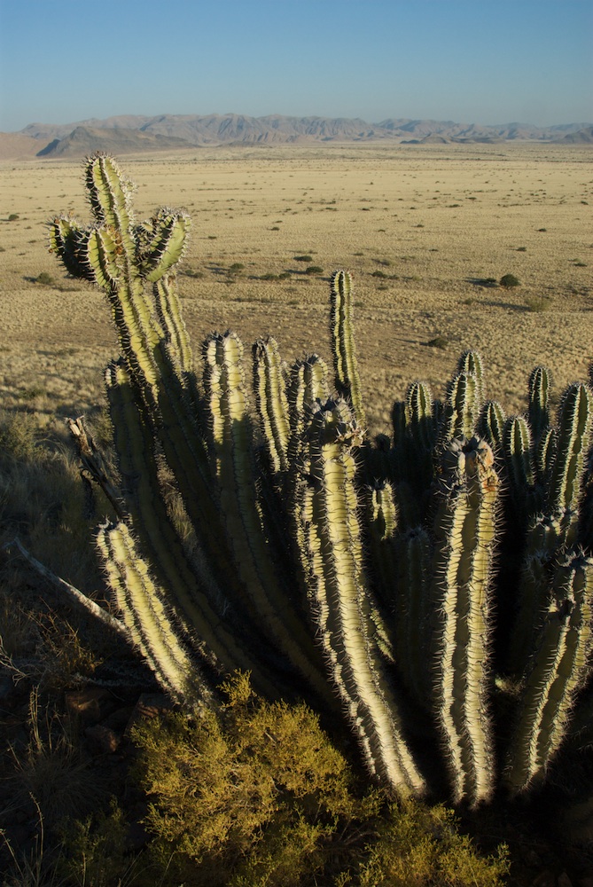 Euphorbiaceae Euphorbia virosa