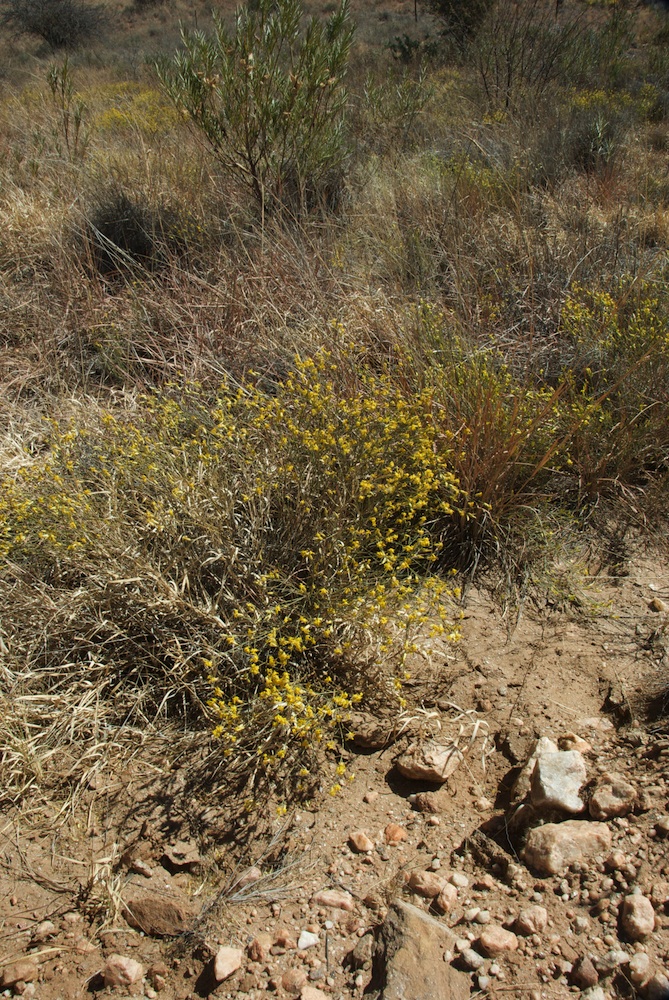 Thymelaeaceae Gnidia polycephala