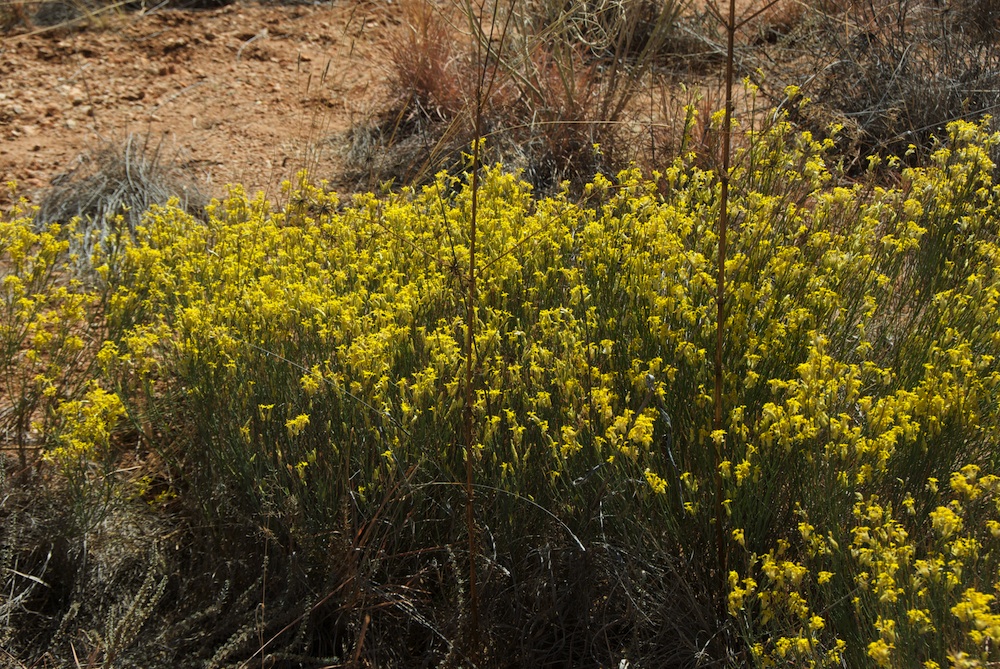 Thymelaeaceae Gnidia polycephala