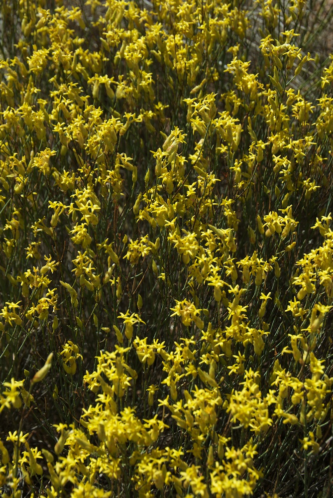 Thymelaeaceae Gnidia polycephala