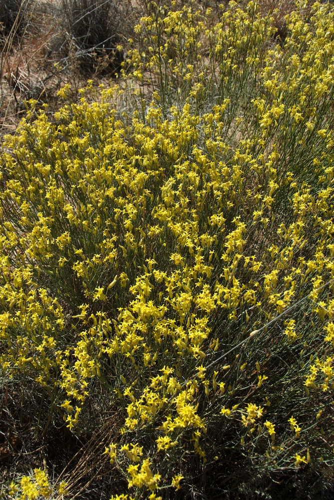 Thymelaeaceae Gnidia polycephala