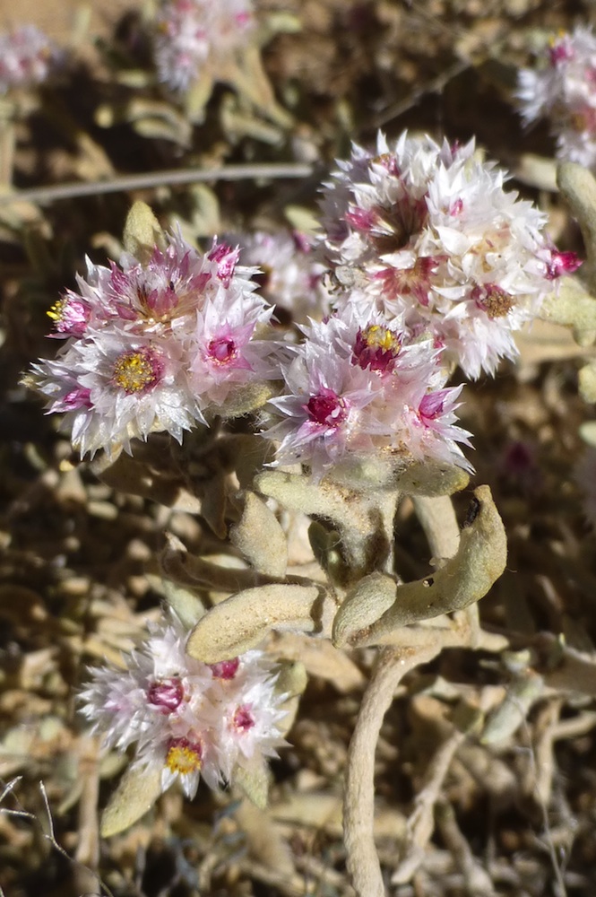 Asteraceae Helichrysum gariepinum