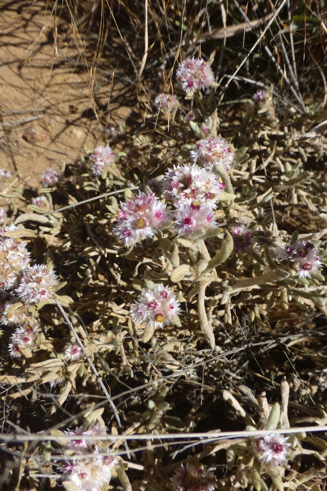 Asteraceae Helichrysum gariepinum