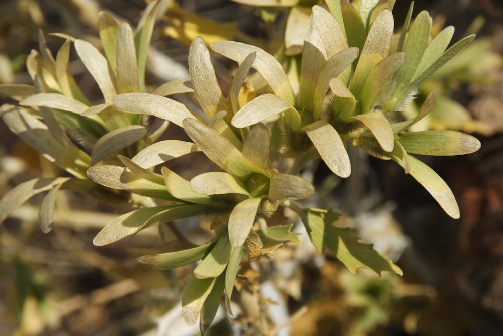 Loasaceae Kissenia capensis
