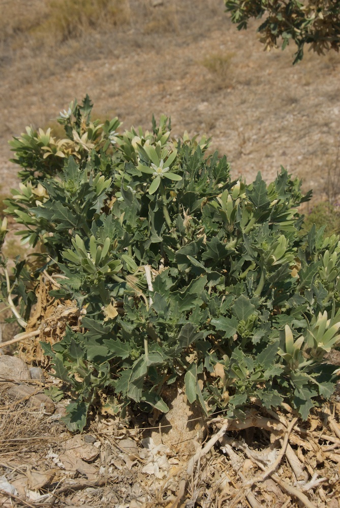 Loasaceae Kissenia capensis