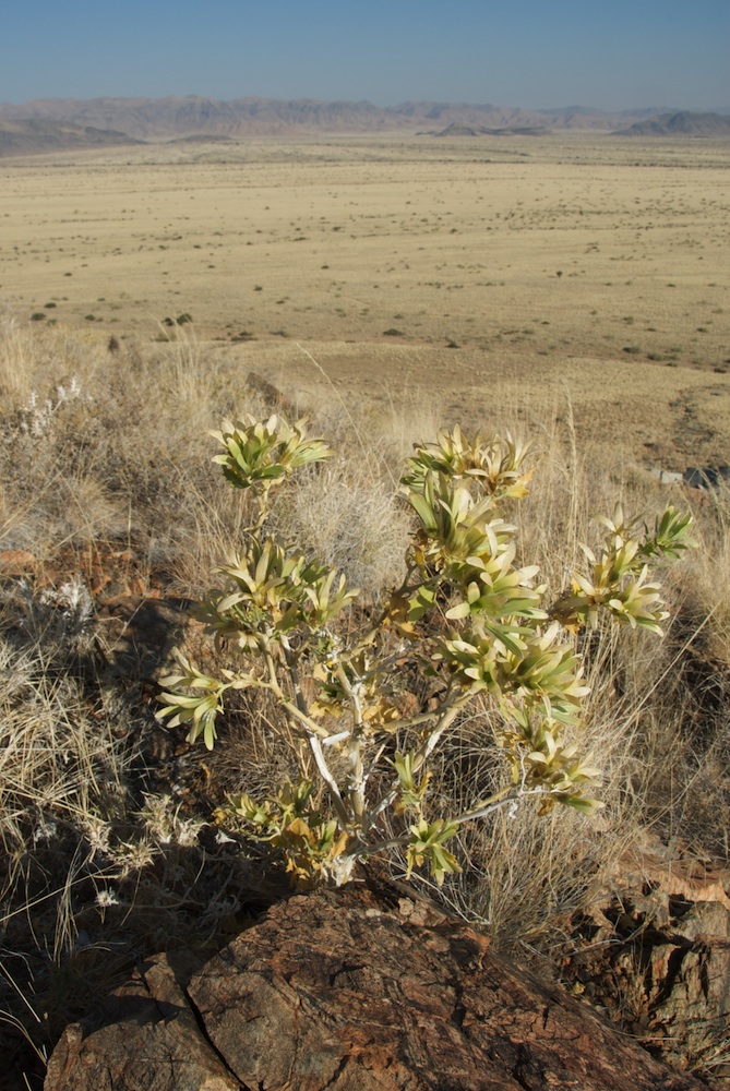 Loasaceae Kissenia capensis