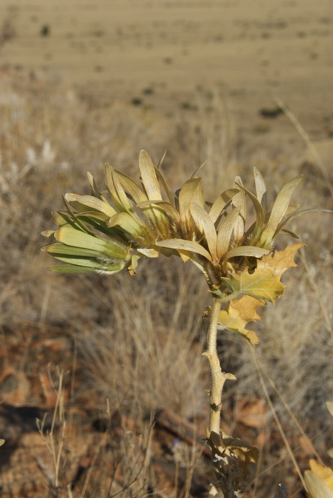 Loasaceae Kissenia capensis