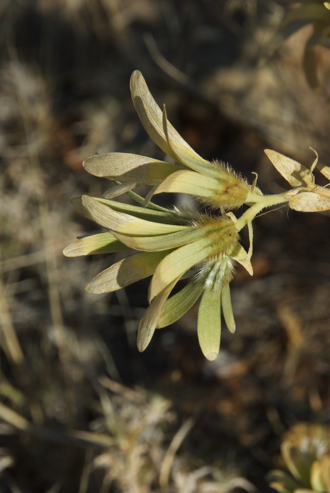 Loasaceae Kissenia capensis