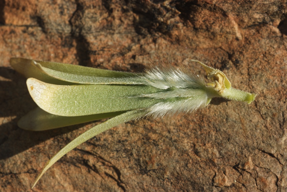 Loasaceae Kissenia capensis