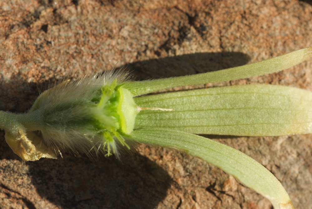 Loasaceae Kissenia capensis