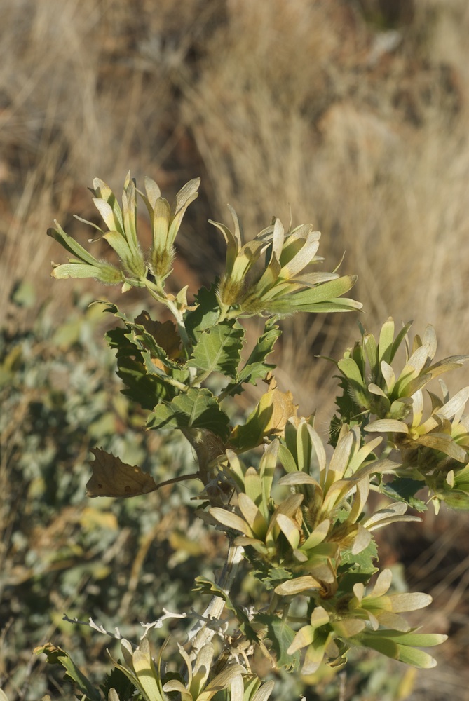 Loasaceae Kissenia capensis