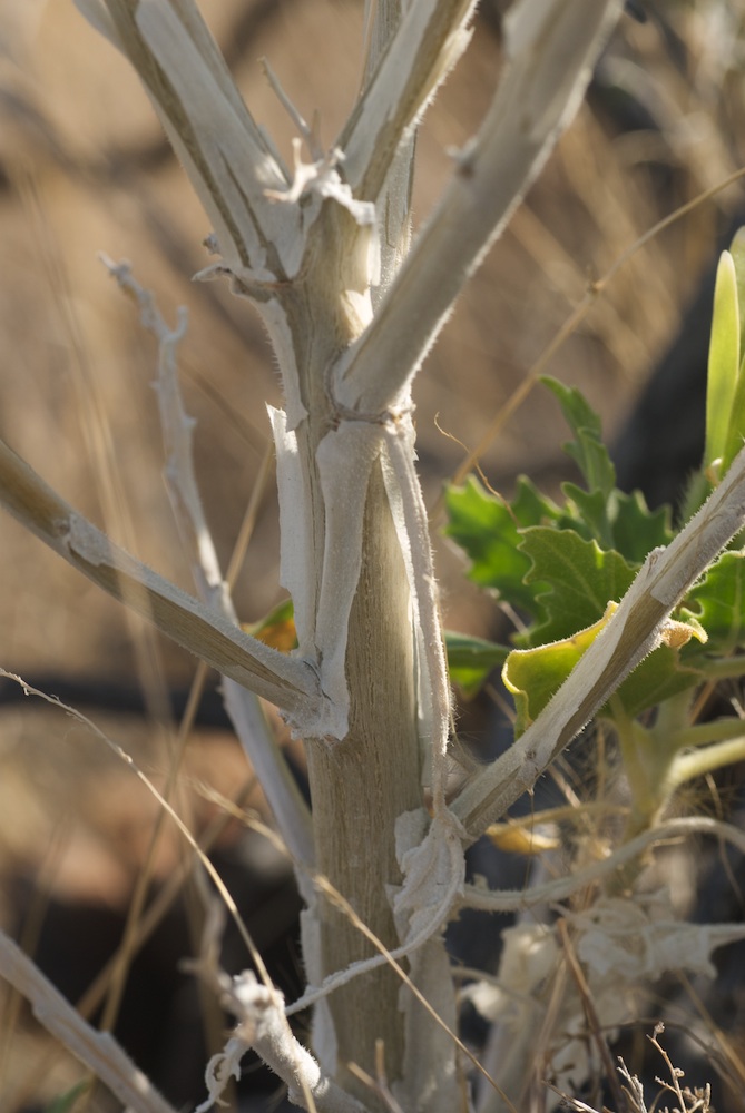 Loasaceae Kissenia capensis