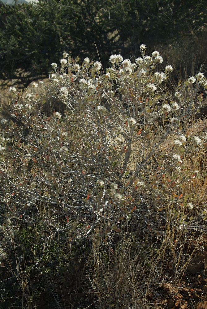 Amaranthaceae Leucosphaera bainesii