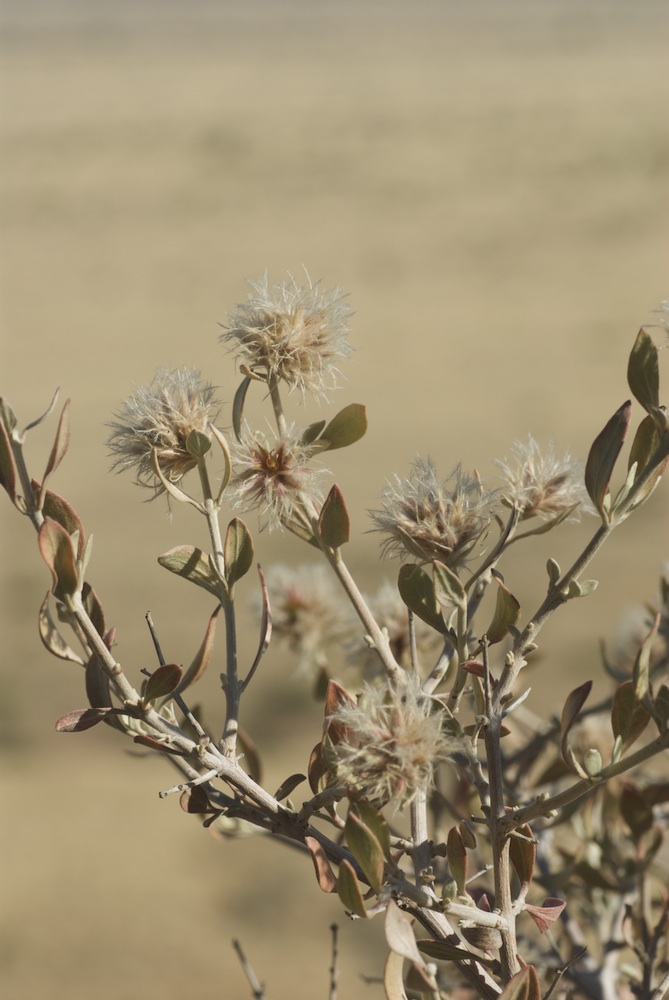 Amaranthaceae Leucosphaera bainesii