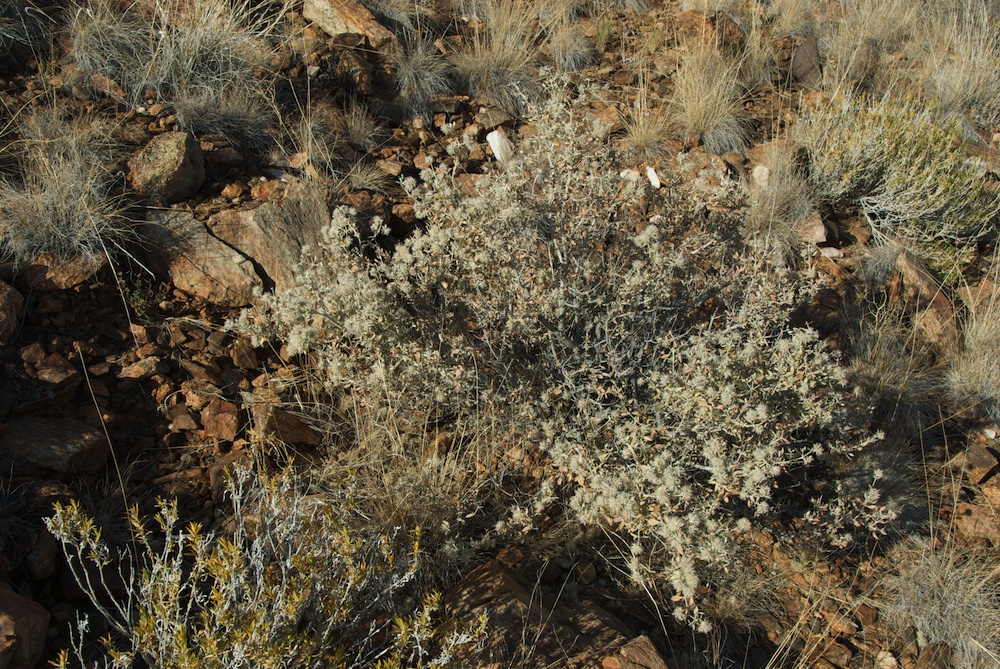 Amaranthaceae Leucosphaera bainesii