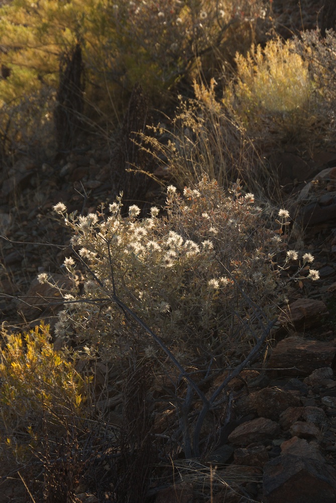 Amaranthaceae Leucosphaera bainesii