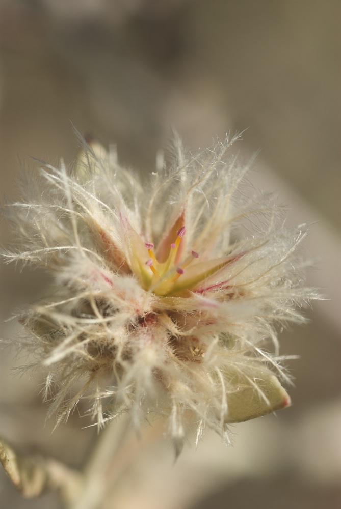 Amaranthaceae Leucosphaera bainesii