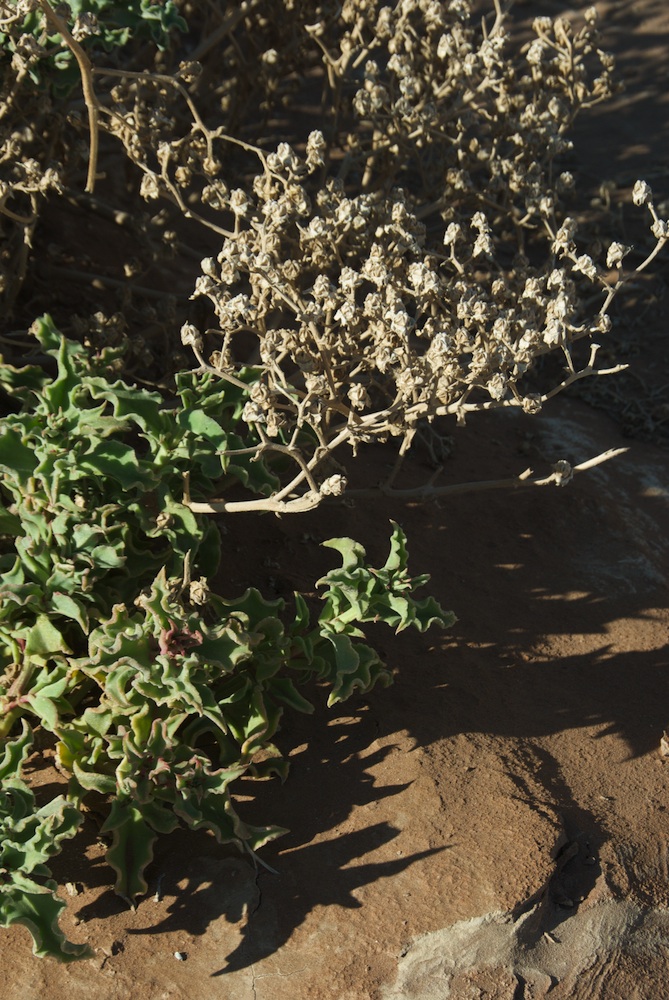 Aizoaceae Mesembryanthemum guerichianum