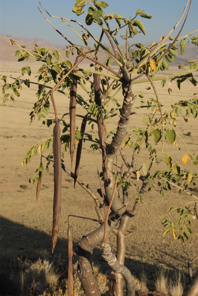 Moringaceae Moringa ovalifolia