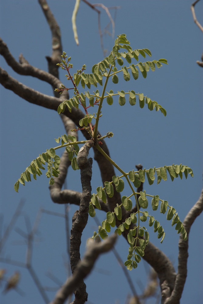 Moringaceae Moringa ovalifolia