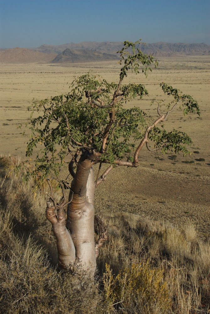 Moringaceae Moringa ovalifolia