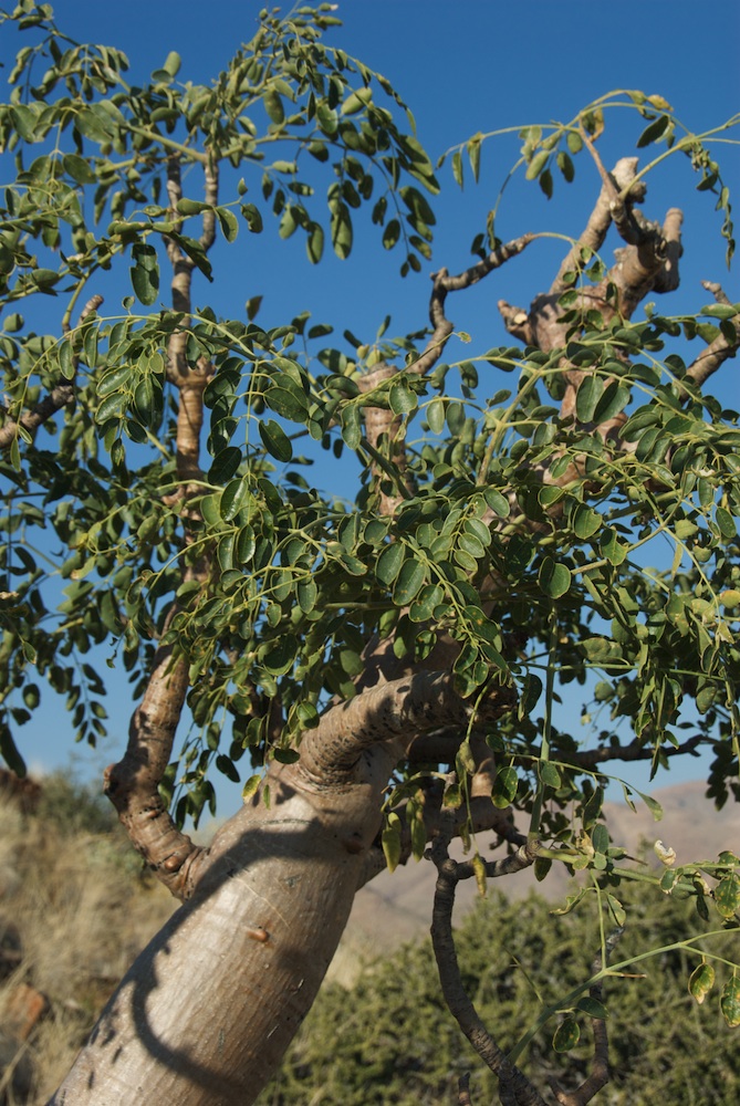 Moringaceae Moringa ovalifolia