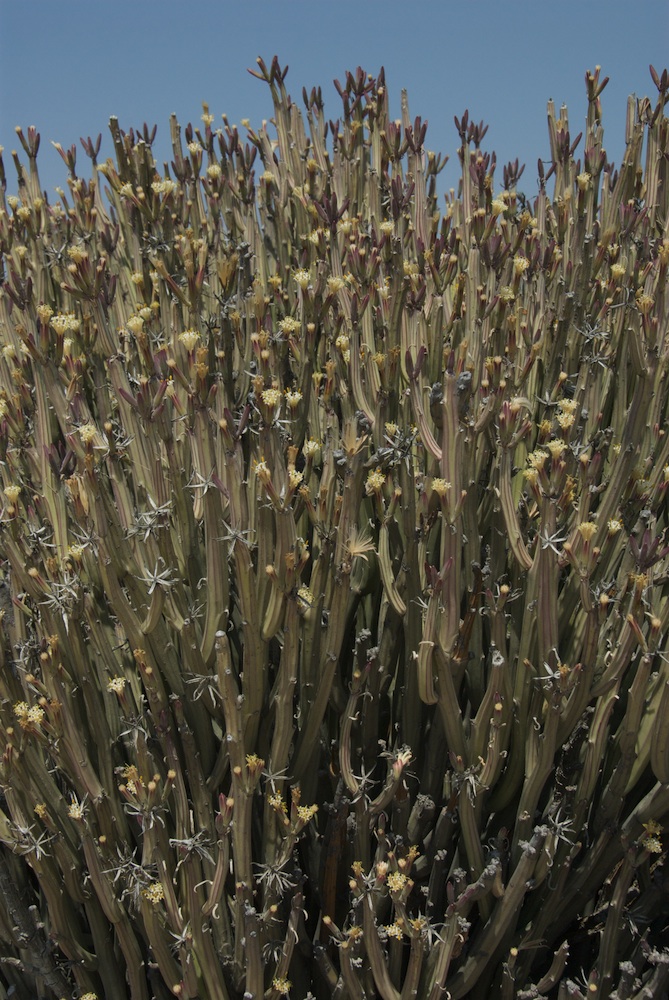 Asteraceae Kleinia longifolia