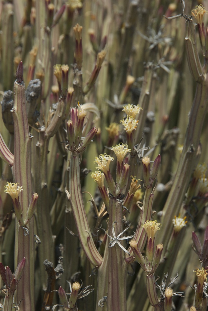 Asteraceae Kleinia longiflora