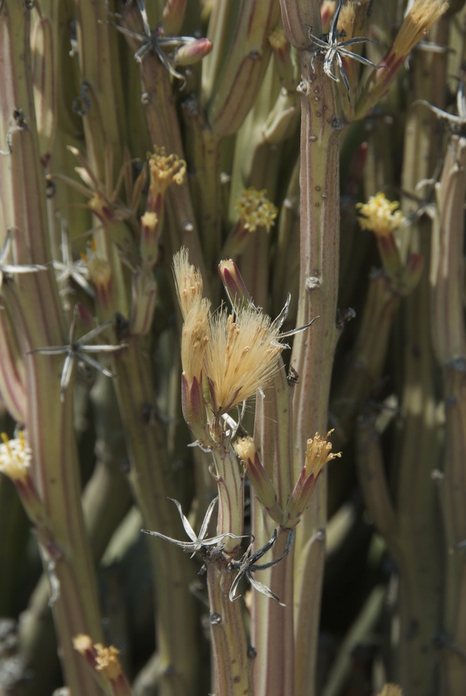 Asteraceae Kleinia longiflora