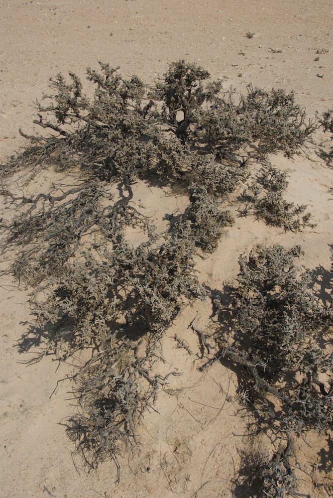 Amaranthaceae Salsola tuberculata