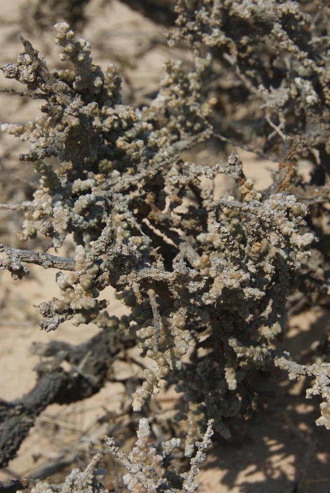 Amaranthaceae Salsola tuberculata