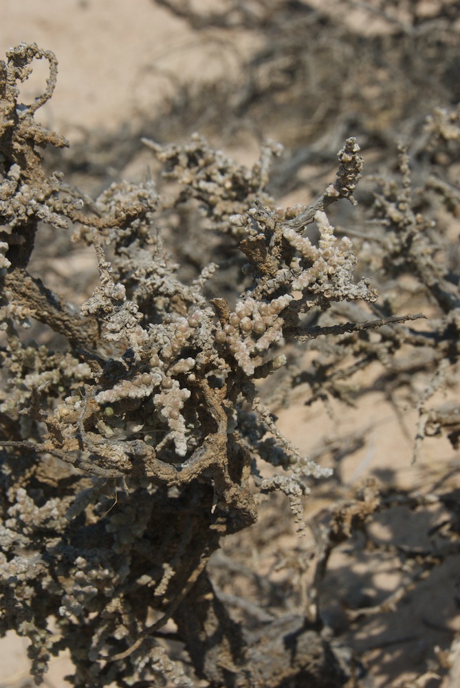 Amaranthaceae Salsola tuberculata